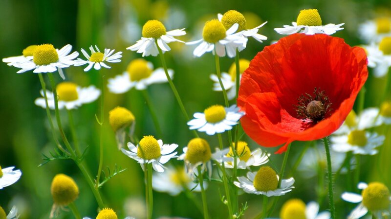 Red Poppy with Daisies — Serene