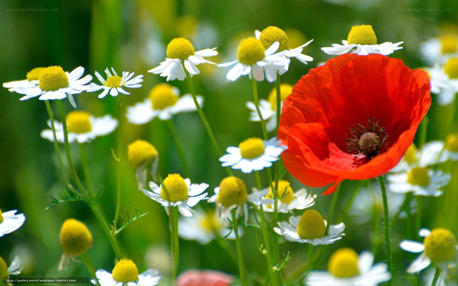Red poppy with daisies