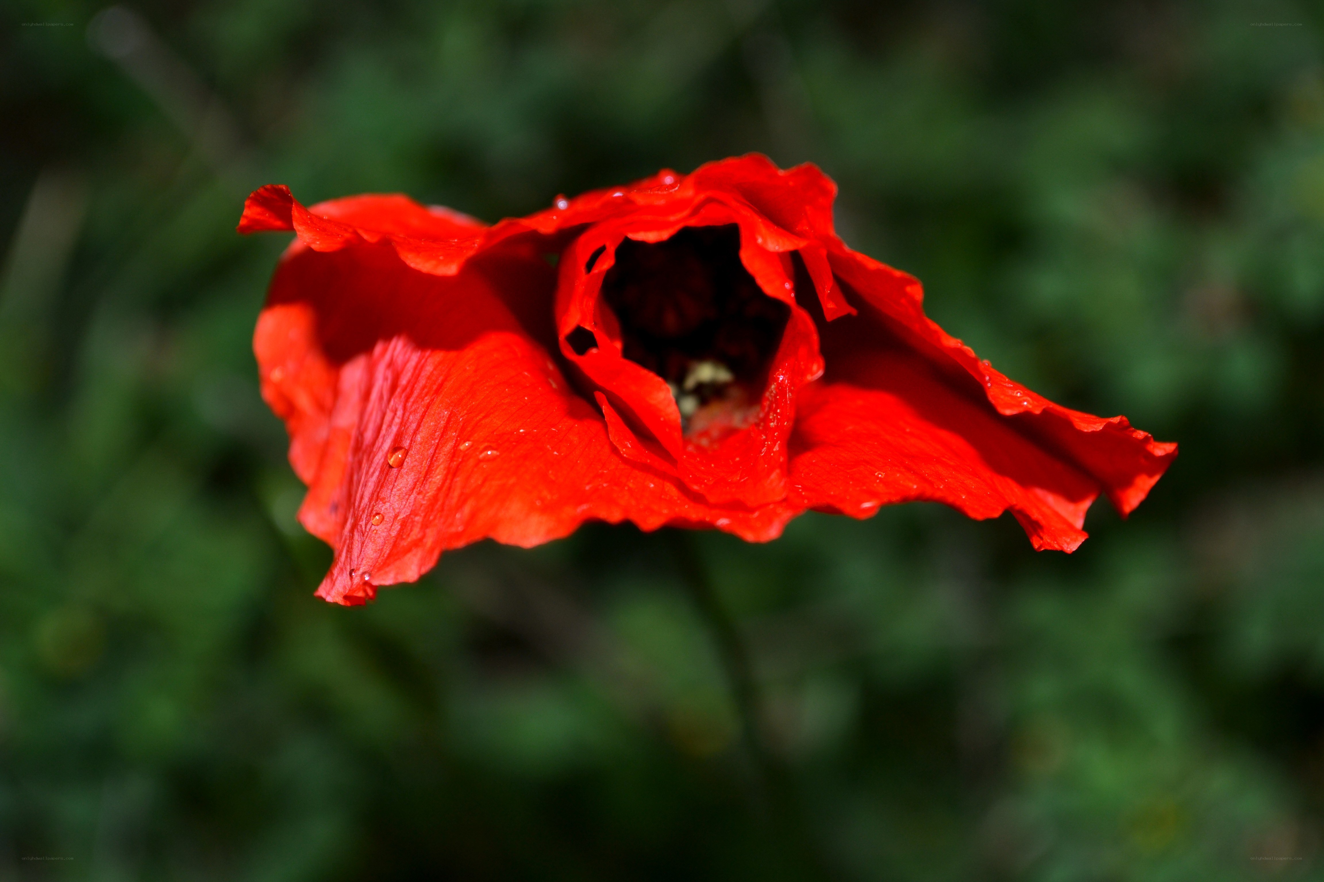 Red poppy with dew drops