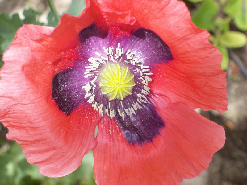 Red poppy with purple center