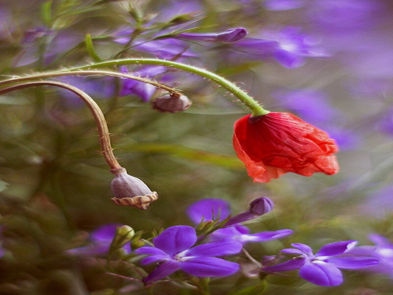Red poppy with purple flowers