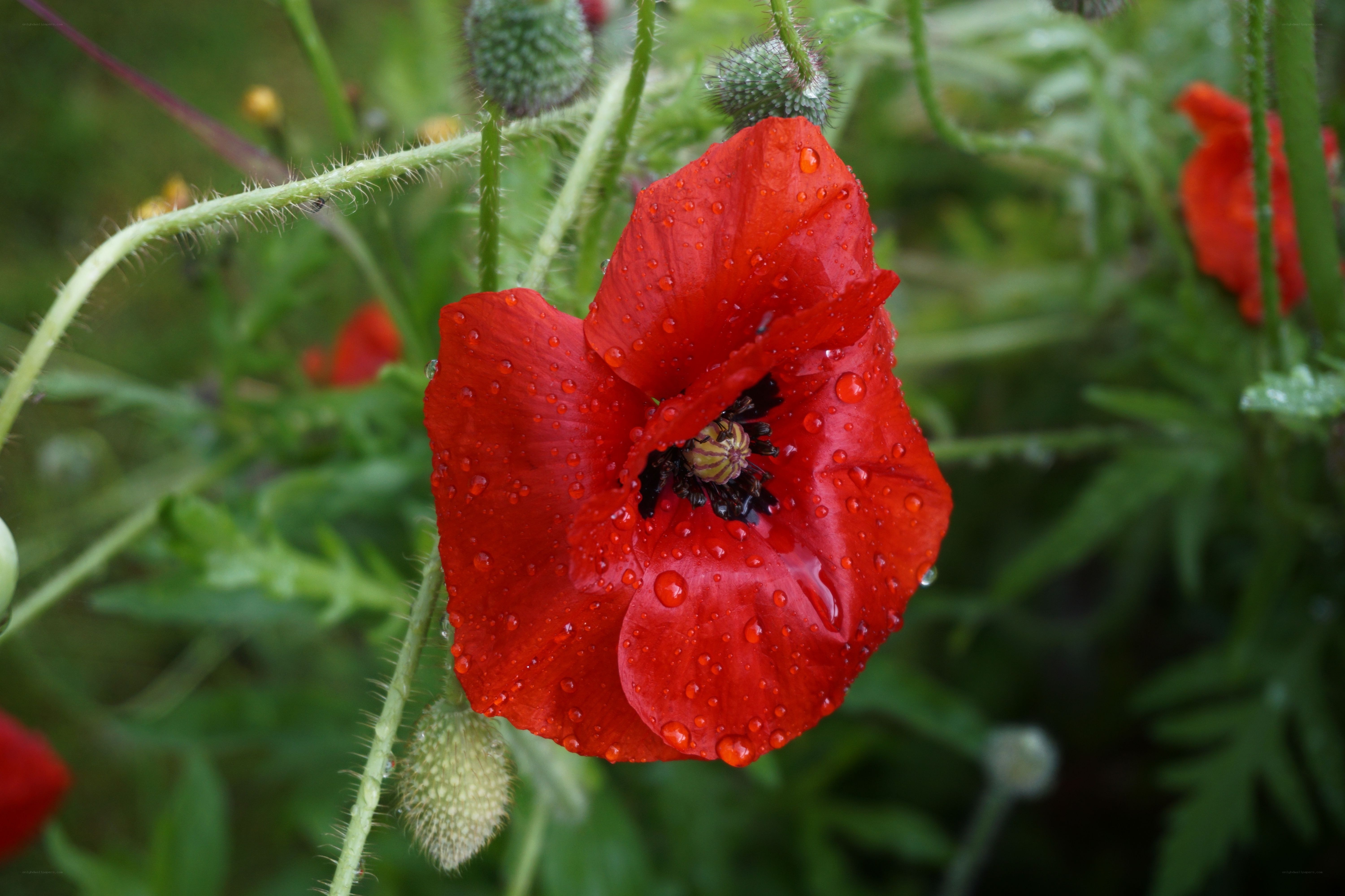 Red poppy with raindrops