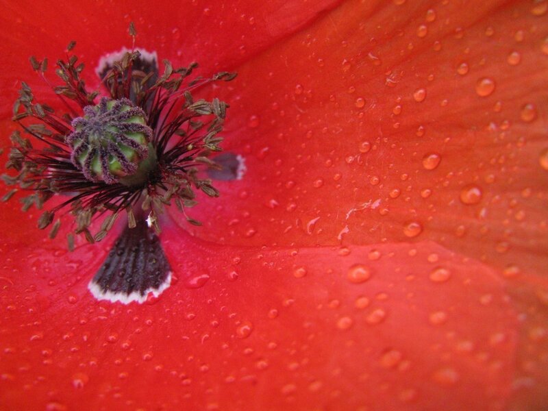 Red poppy with water droplets