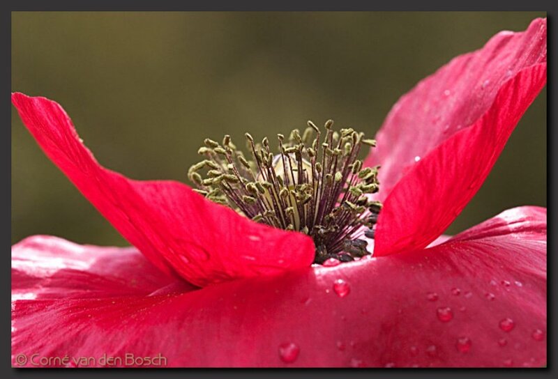 Red poppy with water droplets