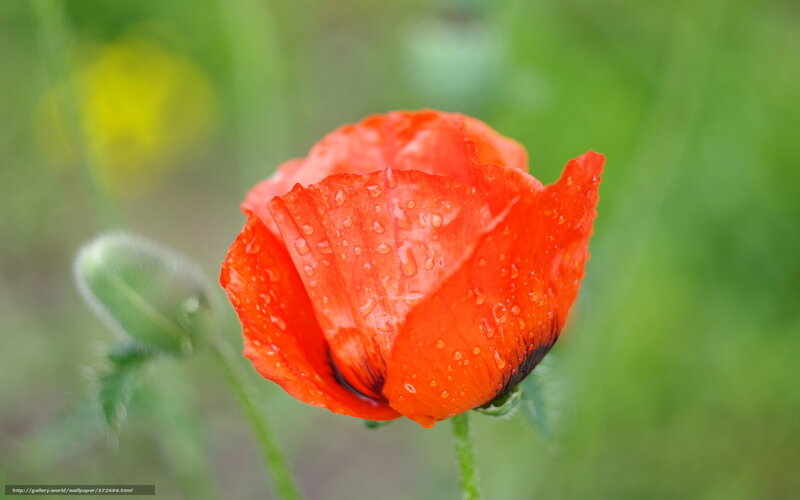 Red poppy with water droplets