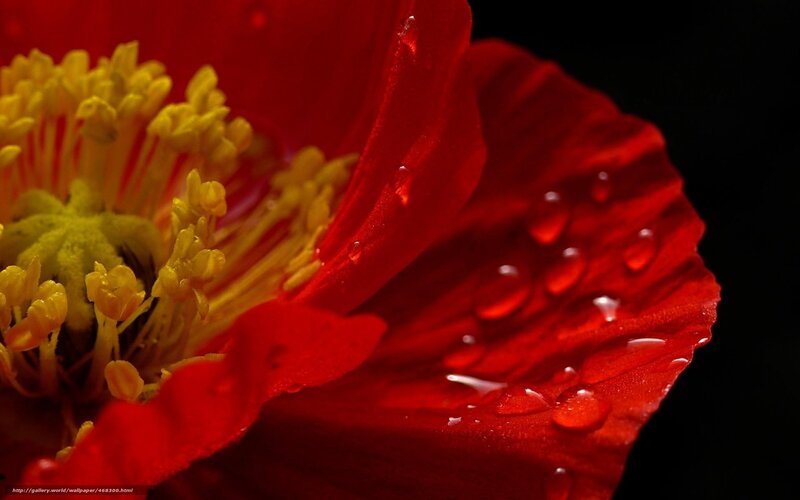 Red poppy with water droplets