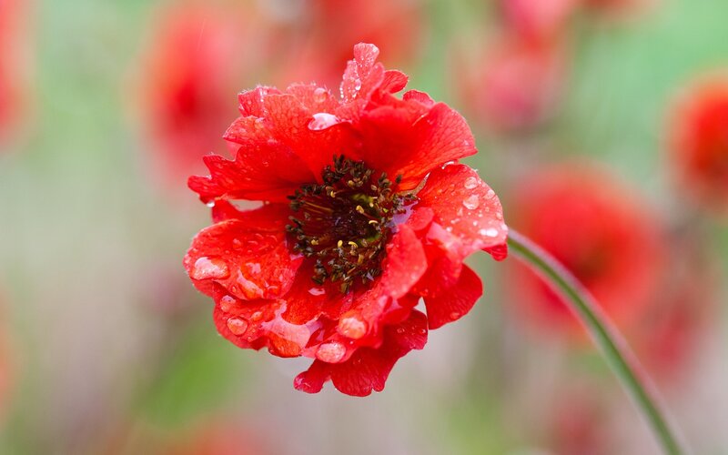 Red poppy with water droplets