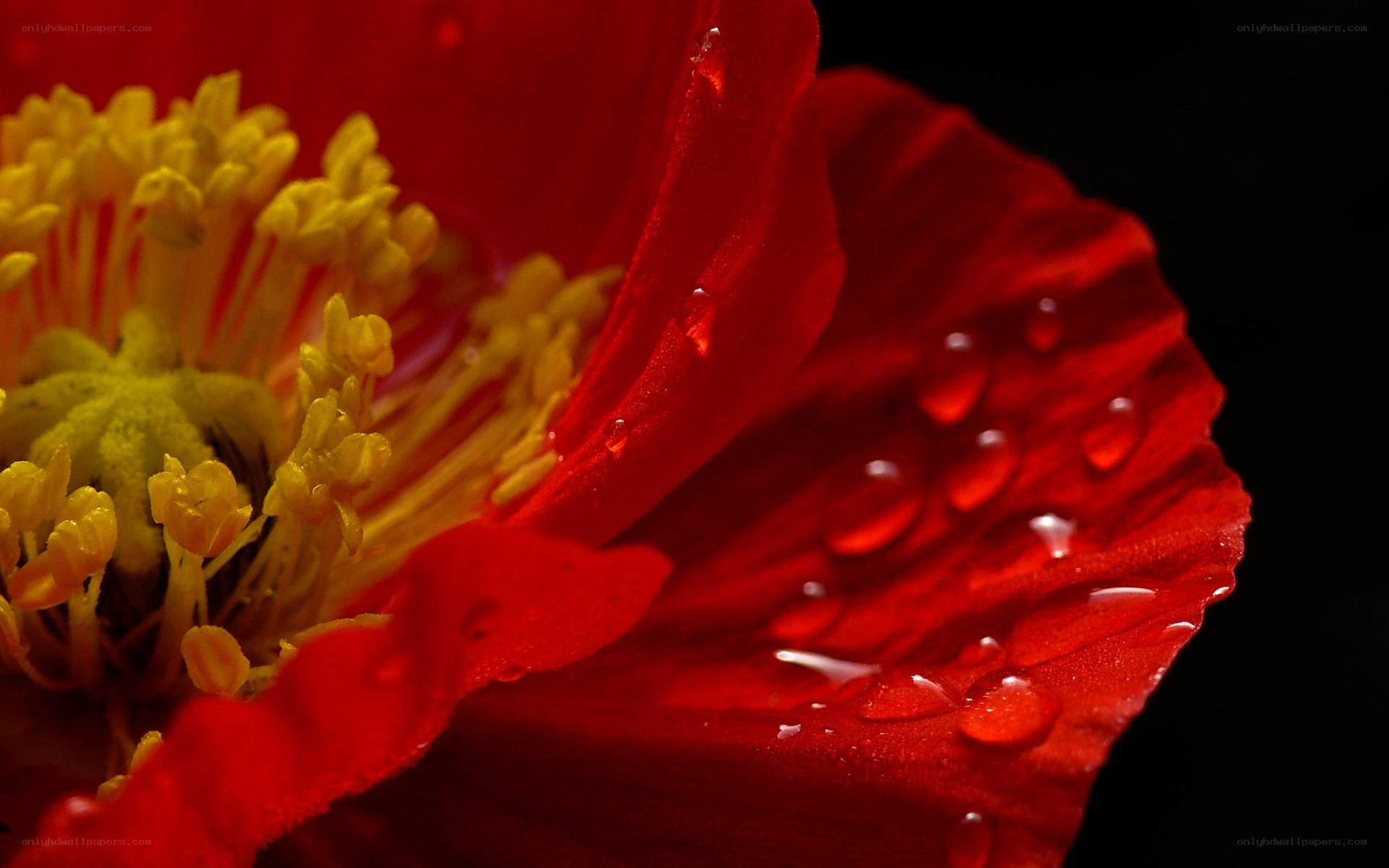 Red poppy with water droplets