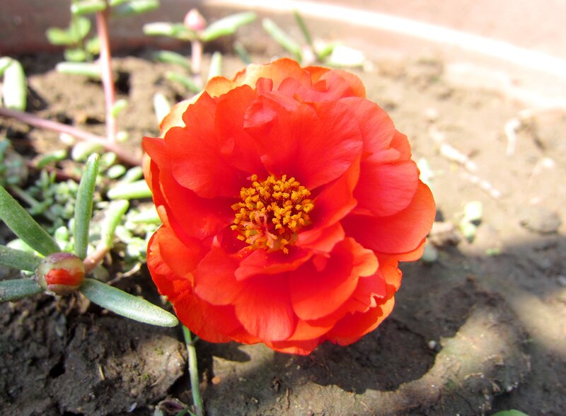 Red Portulaca Flower — Bright