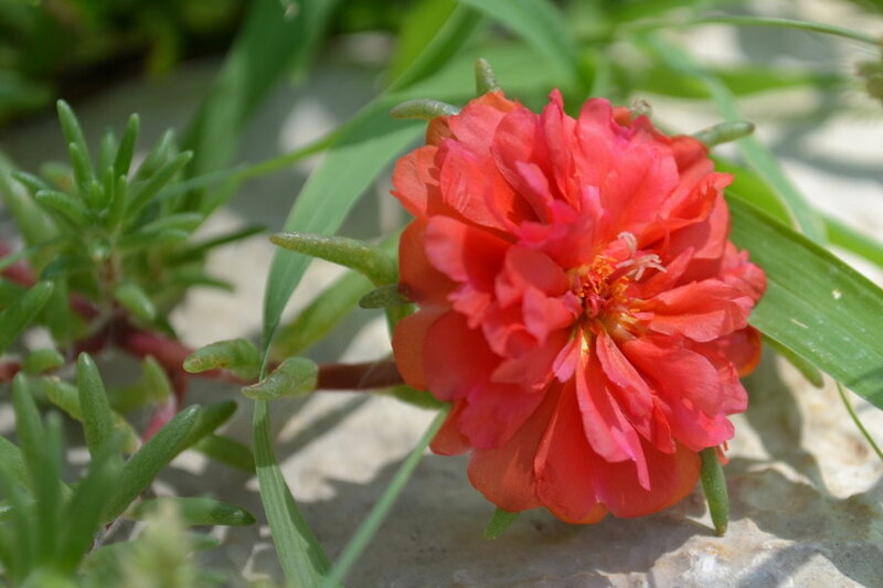 Red Portulaca Flower — Calm