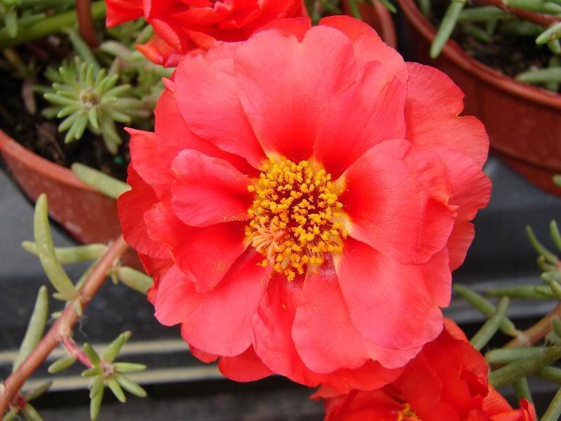 Red Portulaca Flower