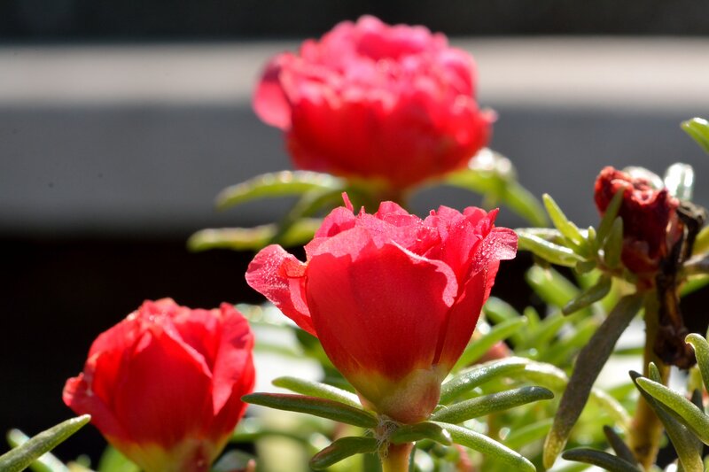 Red Portulaca Flowers
