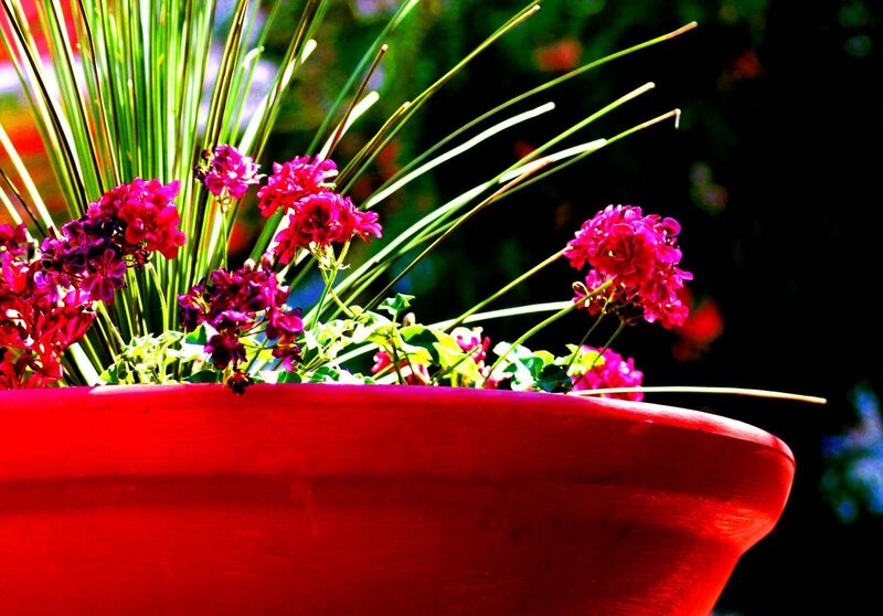 Red pot with pink flowers