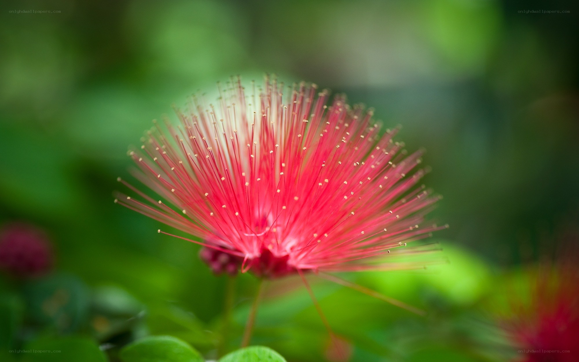 red powder puff flower