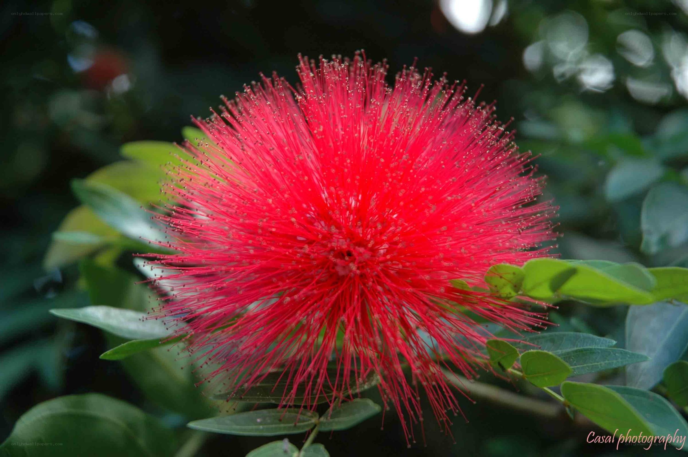 Red powder puff flower