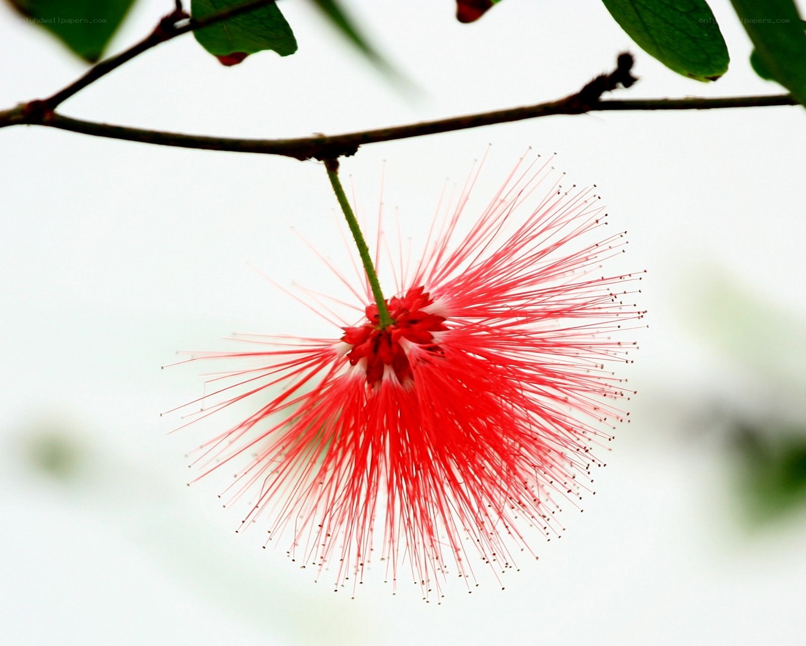 Red powder puff flower