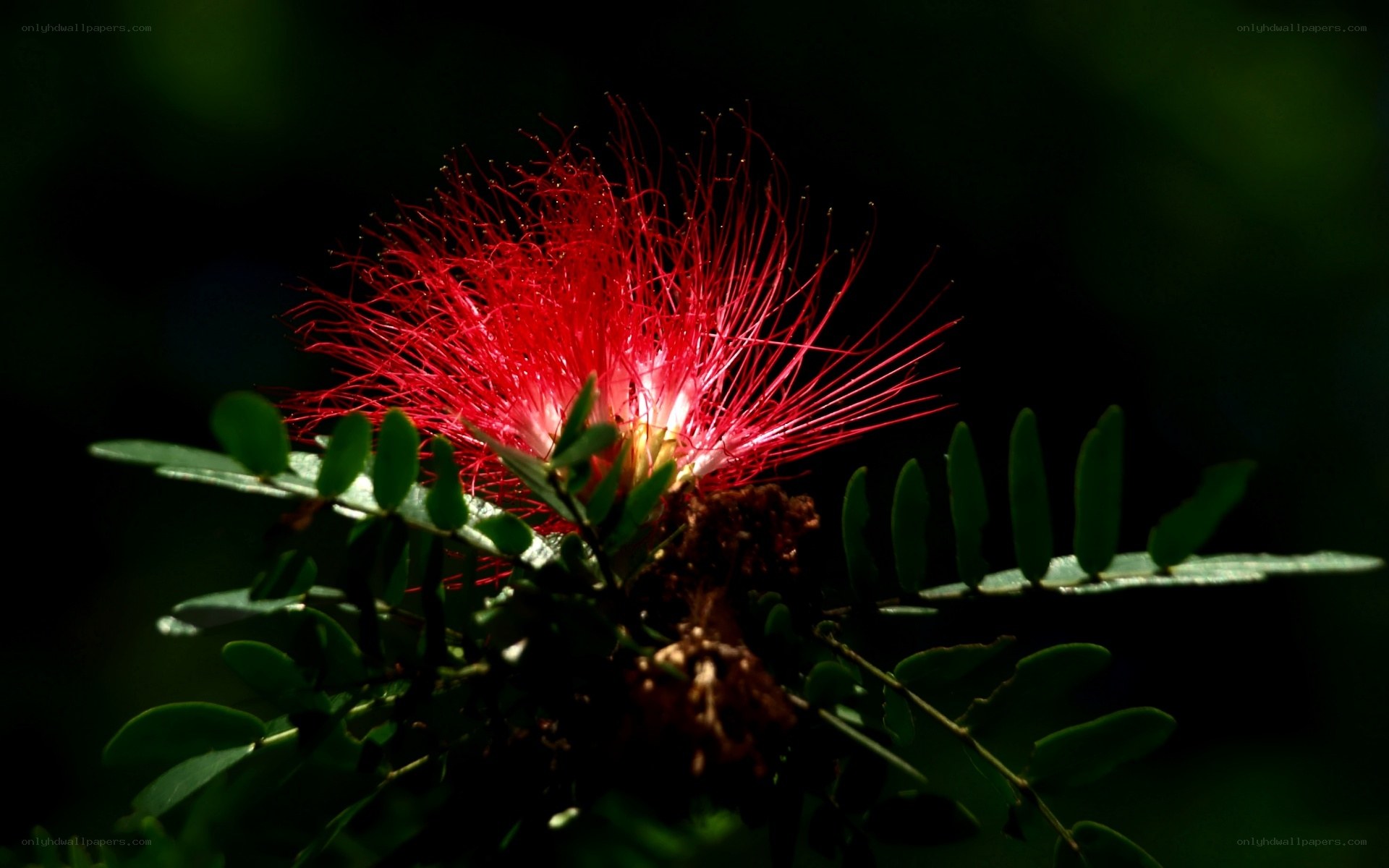 Red powder puff flower