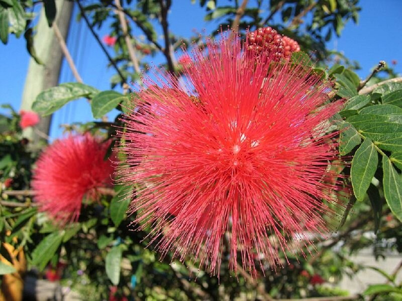 Red Powder Puff Flower — Bright