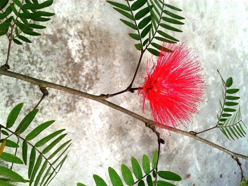 Red Powder Puff Flower — Calm