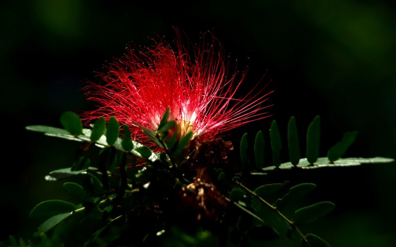 Red Powder Puff Flower — Dramatic, Photograph