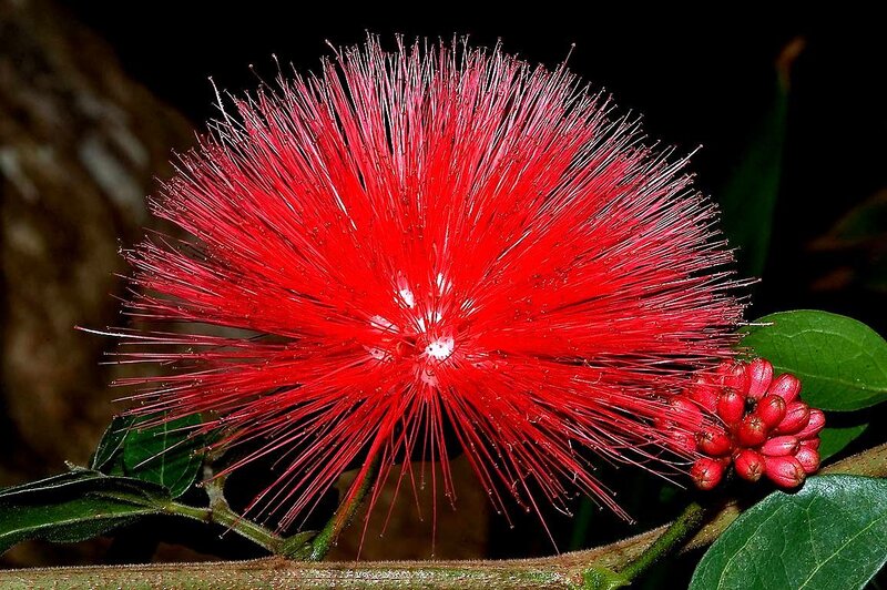 Red Powder Puff Flower — Dramatic