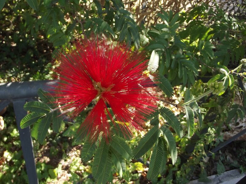 Red Powder Puff Flower — Natural, Afternoon, Photograph, Green Leaves, Metal Railing