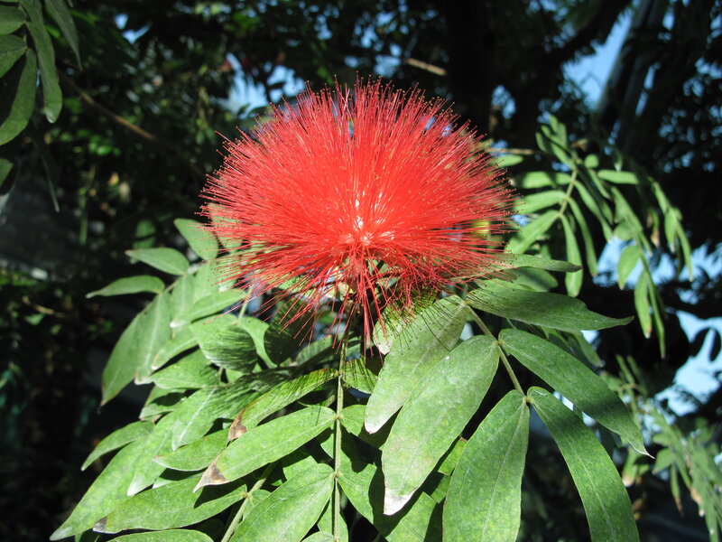 Red Powder Puff Flower — Natural, Afternoon, Photograph, Green Leaves