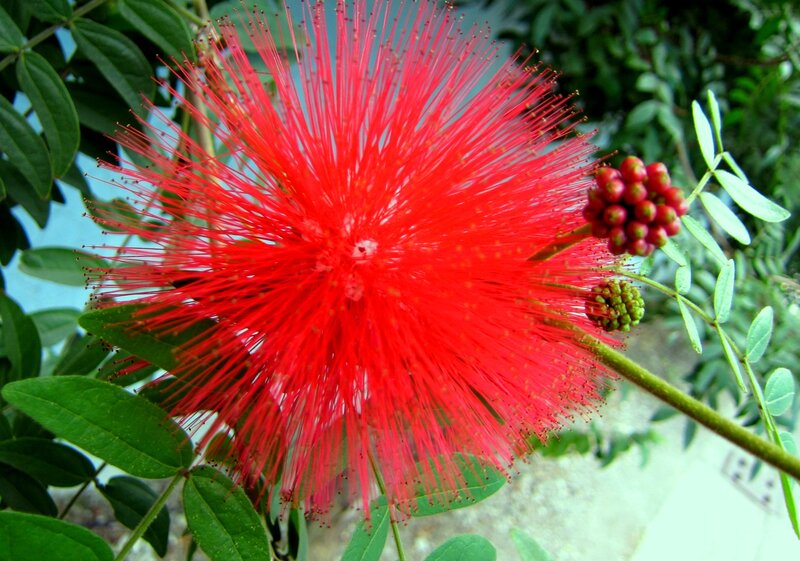 Red Powder Puff Flower — Natural, Afternoon