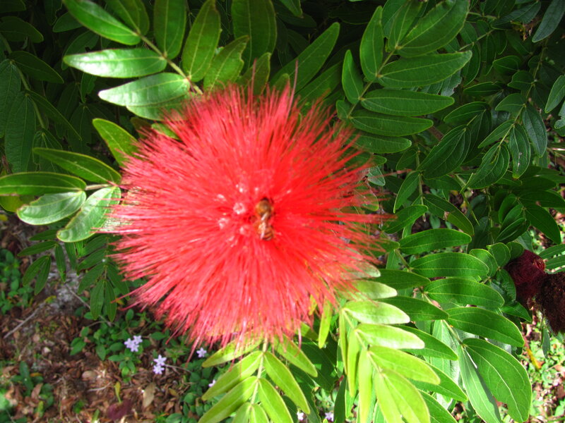 Red Powder Puff Flower — Natural