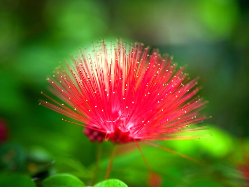 Red Powder Puff Flower — Serene
