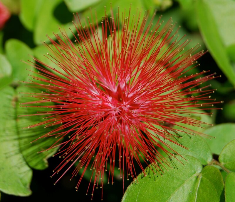 Red Powder Puff Flower — Vibrant, Afternoon