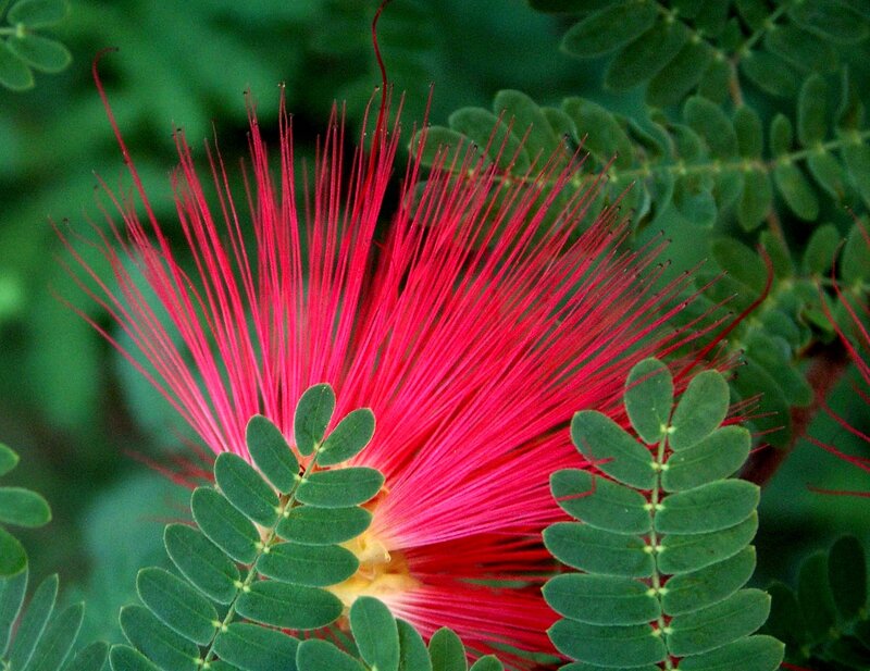 Red Powder Puff Flower — Vibrant