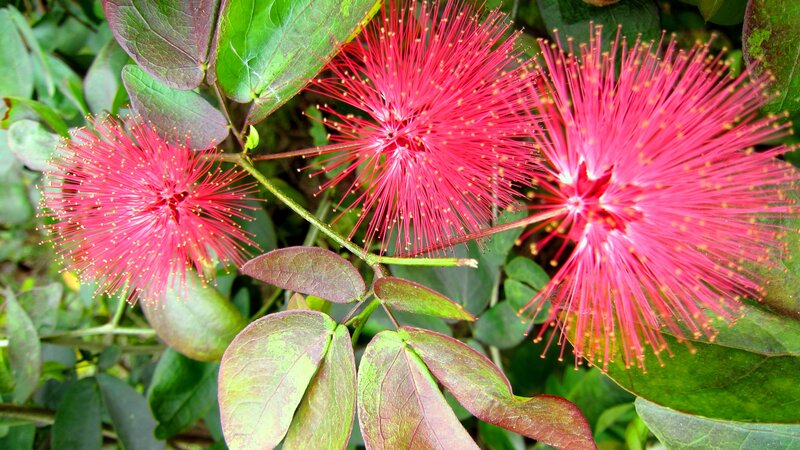 Red Powder-puff Flowers — Vibrant