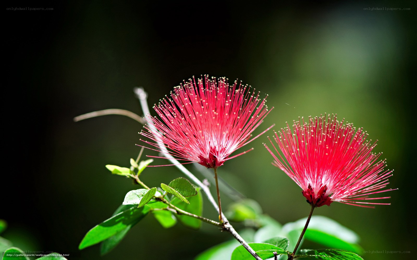 Red Powder Puff Flowers