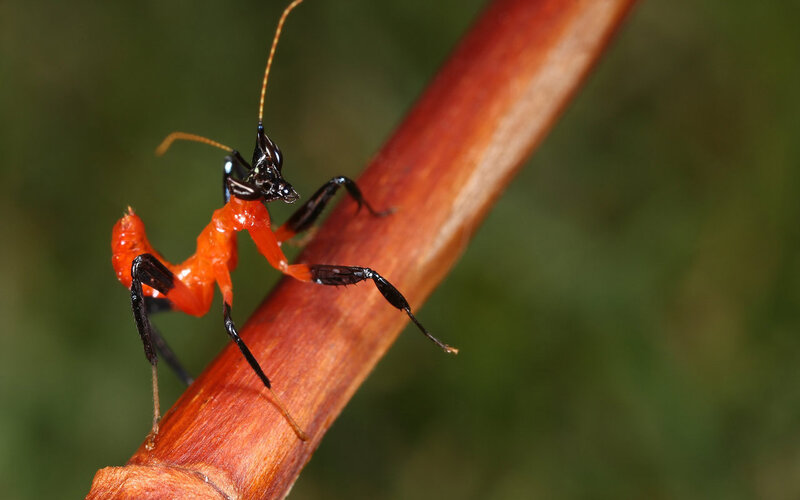 Red praying mantis on a branch