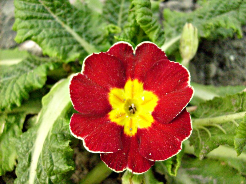 Red Primrose Flower