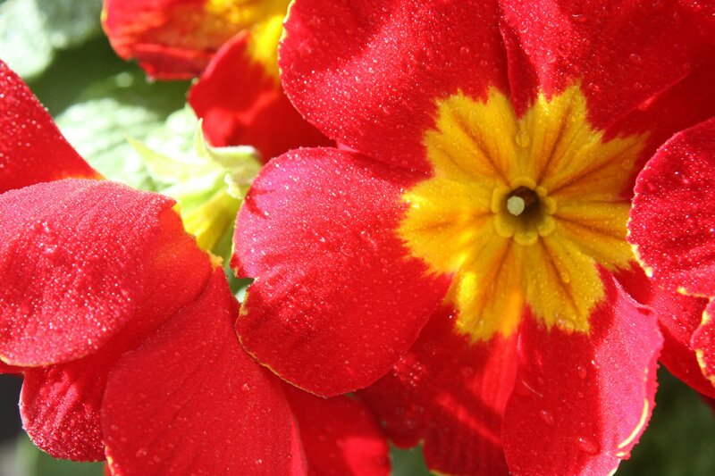 Red Primrose Flower — Vibrant, Morning