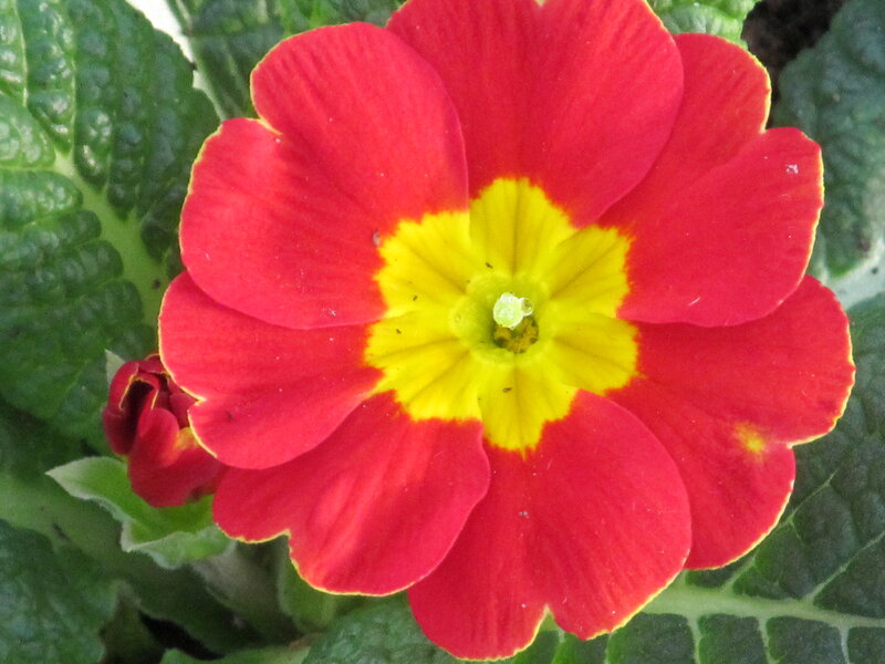Red Primrose Flower — Vibrant