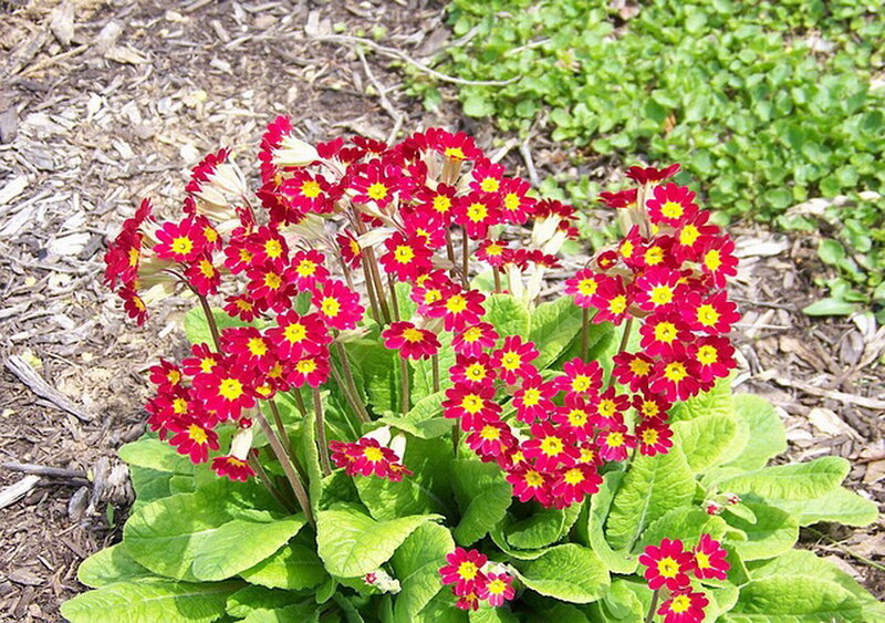 Red Primrose Flowers — Calm