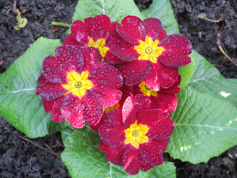 Red Primrose Flowers — Fresh