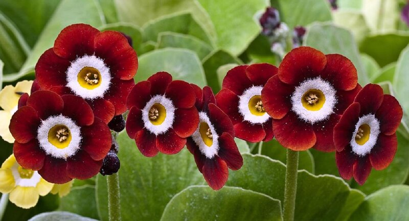 Red Primrose Flowers — Natural, Spring