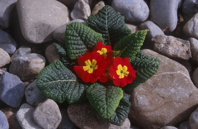 Red Primrose Flowers — Natural