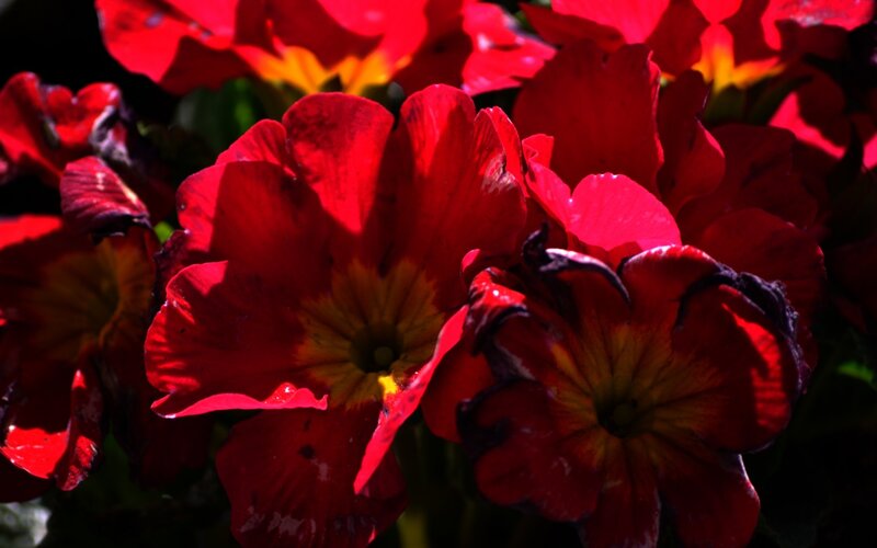 Red Primrose Flowers