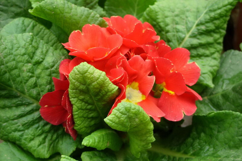 Red Primrose Flowers — Vibrant, Photograph