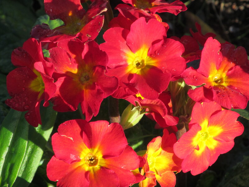 Red Primrose Flowers — Vibrant