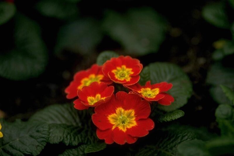 Red primroses in bloom