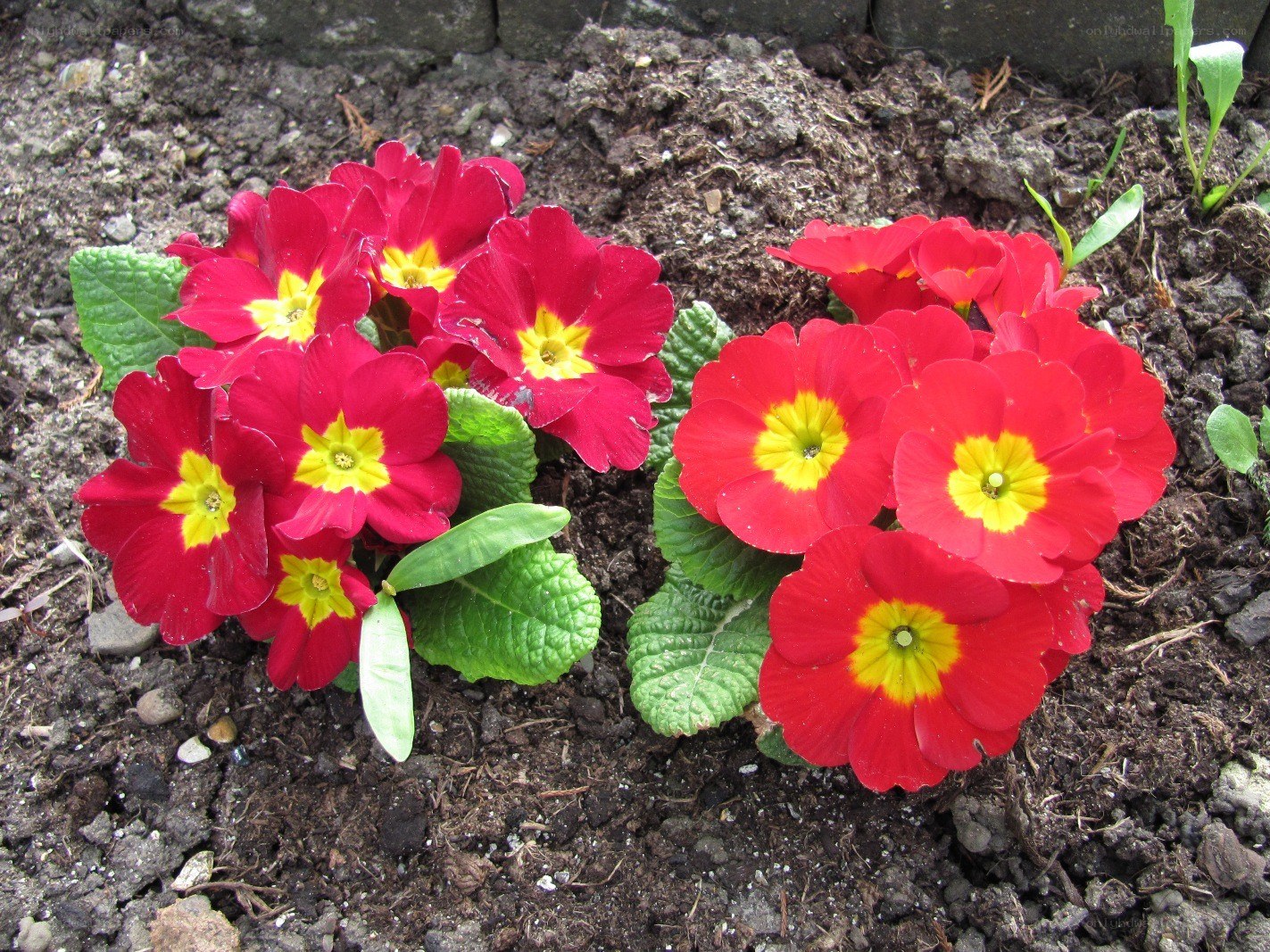 Red primroses in garden soil