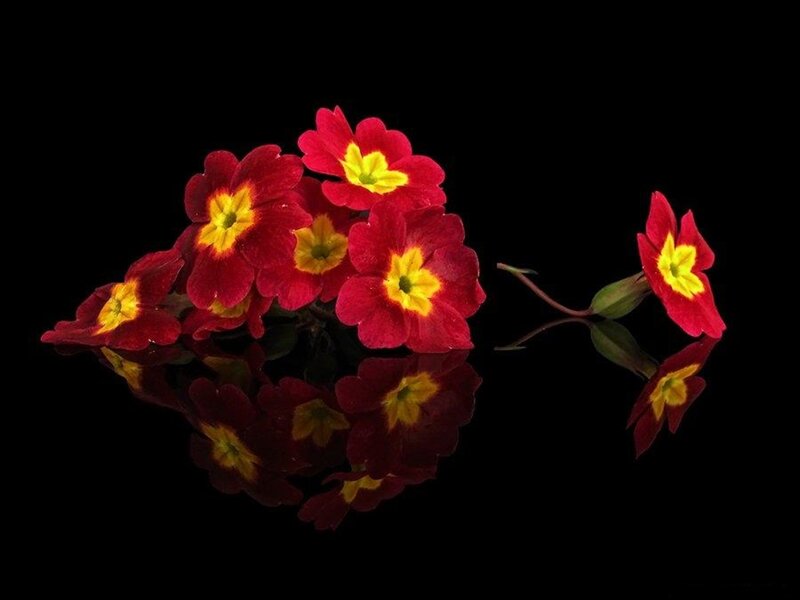 Red Primroses on Black
