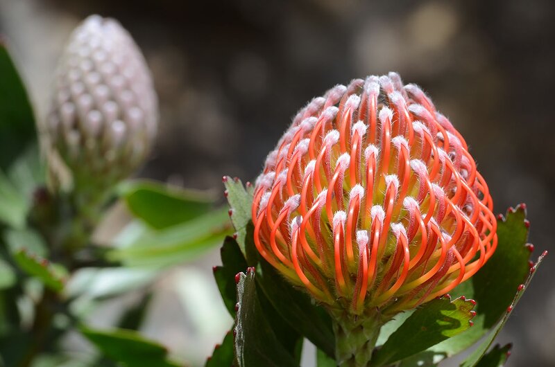 Red Protea Flower — Natural, Afternoon