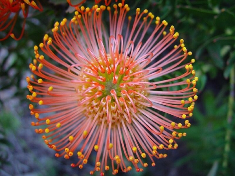 Red Protea Flower — Natural